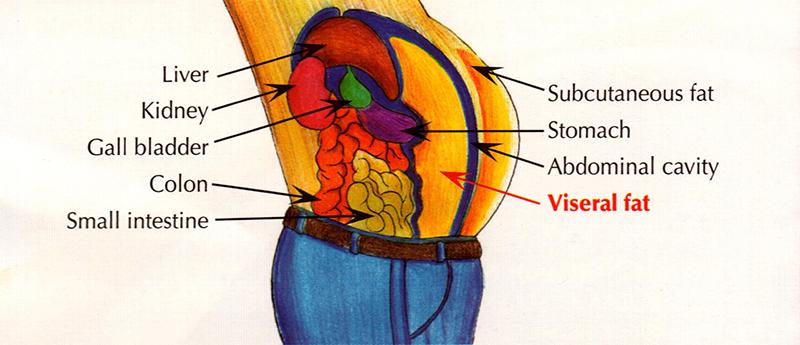 Burn Visceral Fat