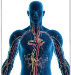 Immune System Boosters Food