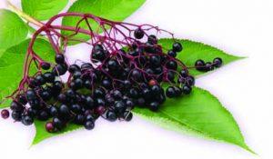 Elderberry