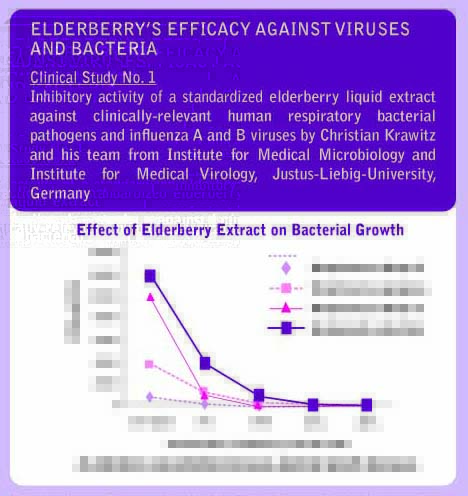 ElderberryCllinical1