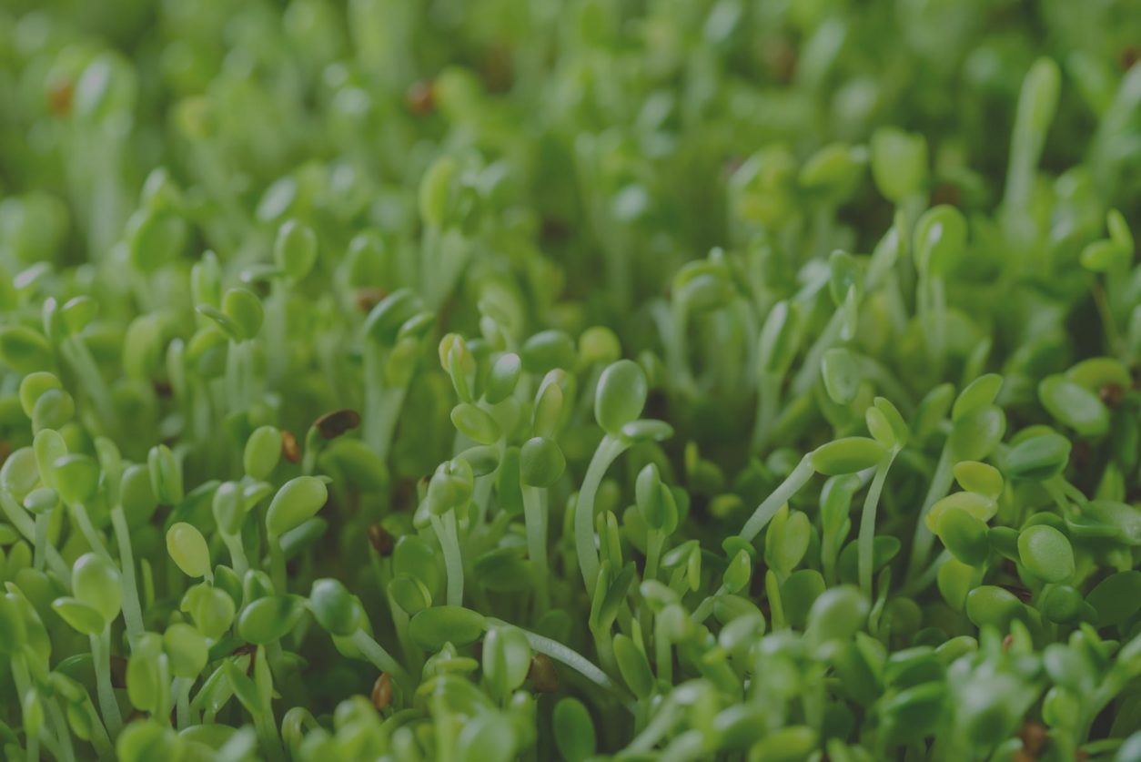 broccoli sprouts