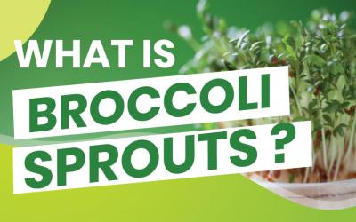 The Amazing Benefits of Broccoli Sprouts
