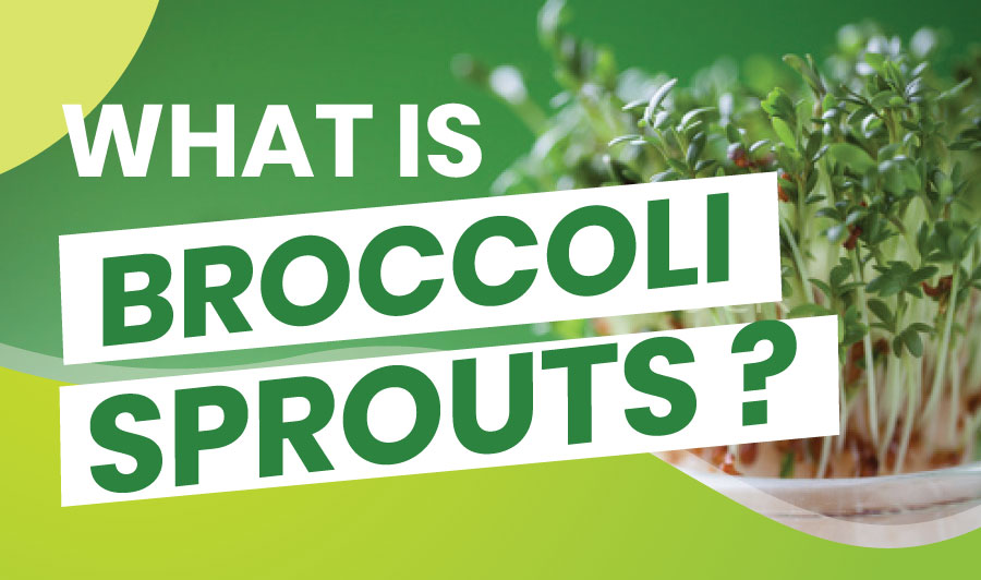 The Amazing Benefits of Broccoli Sprouts Dynamic Nutrition