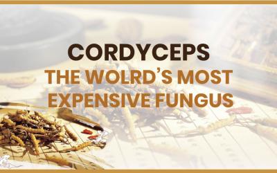 Cordyceps – The World’s Most Expensive Fungus
