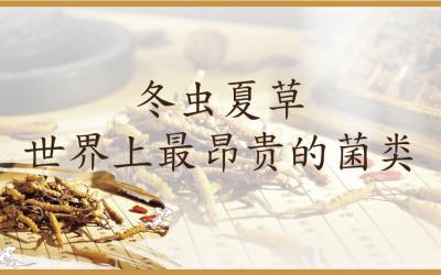 冬虫夏草 – 世界上最昂贵的菌类
