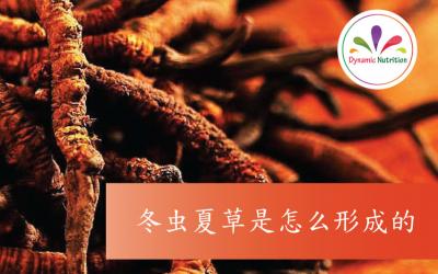 冬虫夏草是怎么形成的
