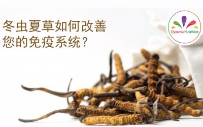 冬虫夏草如何改善您的免疫系统？