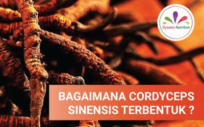 Bagaimanakah Cordyceps Sinensis terbentuk?