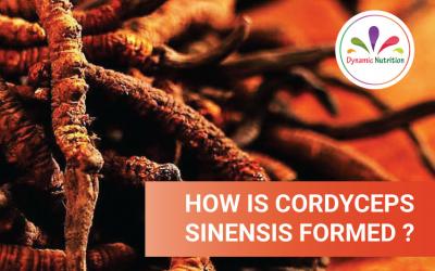 How is Cordyceps Sinensis formed?