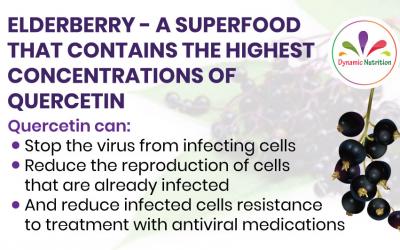 Elderberry – a Superfood that contains the Highest Concentrations of Quercetin
