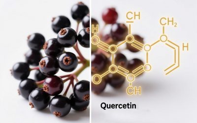 Elderberry – a Superfood that contains the Highest Concentrations of Quercetin