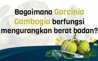 Bagaimana Garcinia Cambogia berfungsi Mengurangkan Berat Badan?