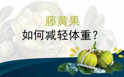 藤黄果如何减轻体重？