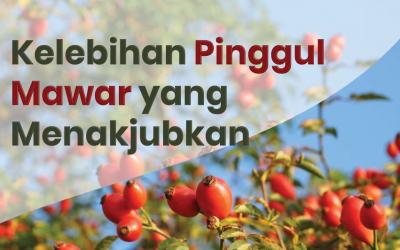 Kelebihan Pinggul Mawar yang Menakjubkan
