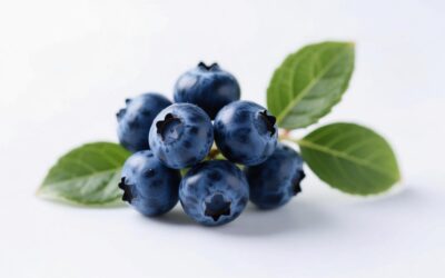 Top Ten Benefits of Bilberry