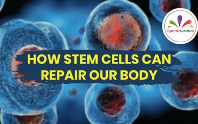 How Stem Cells Can Repair Our Body