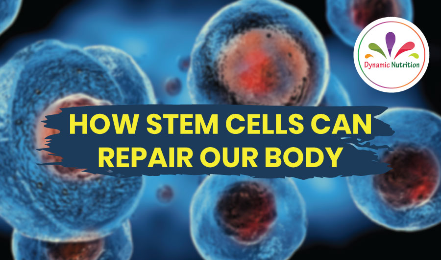 How Stem Cells Can Repair Our Body | Dynamic Nutrition