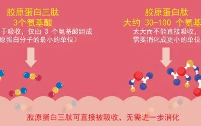 马来西亚最好的胶原蛋白:为什么胶原蛋白三肽更胜一筹