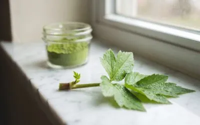Organic Ashitaba for Women Over 40: What the Research Shows